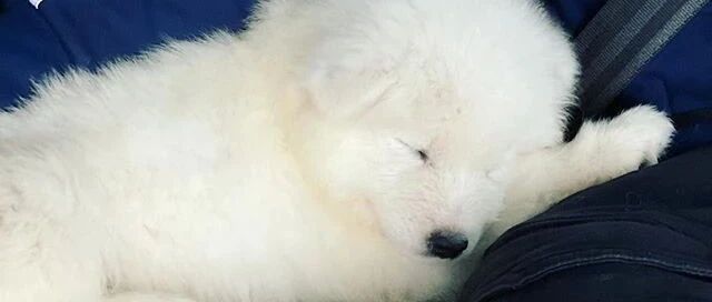 对于养狗这件事，男友总是犹豫不决，但看到小萨摩后……养定了！