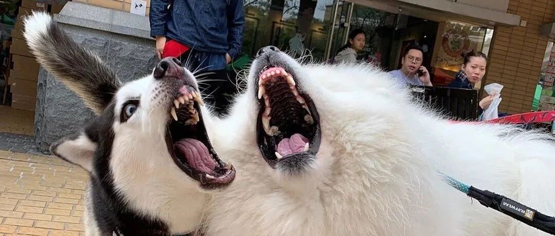 萨摩耶一言不合就跟小伙伴打架，但是样子真的太傻了，哈哈哈