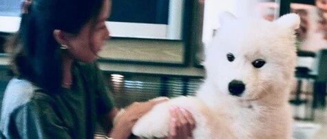 网友说家里的萨摩从来都不笑，了解真相之后，泪奔了……