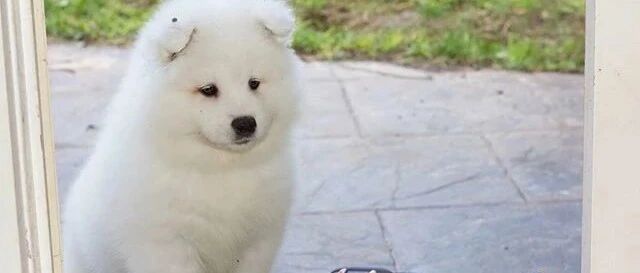 小萨摩犯了错，主人一气之下把它关到门外，但看到它的反应瞬间后悔了！