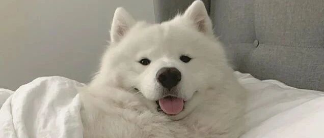 小哥分享每天睡觉前都会看到的一幕，网友羡慕哭：也太幸福了吧！