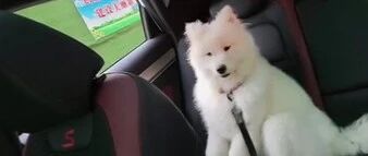 铲屎官把萨摩送回老家寄养，3个月之后……网友：这谁家的狗？！