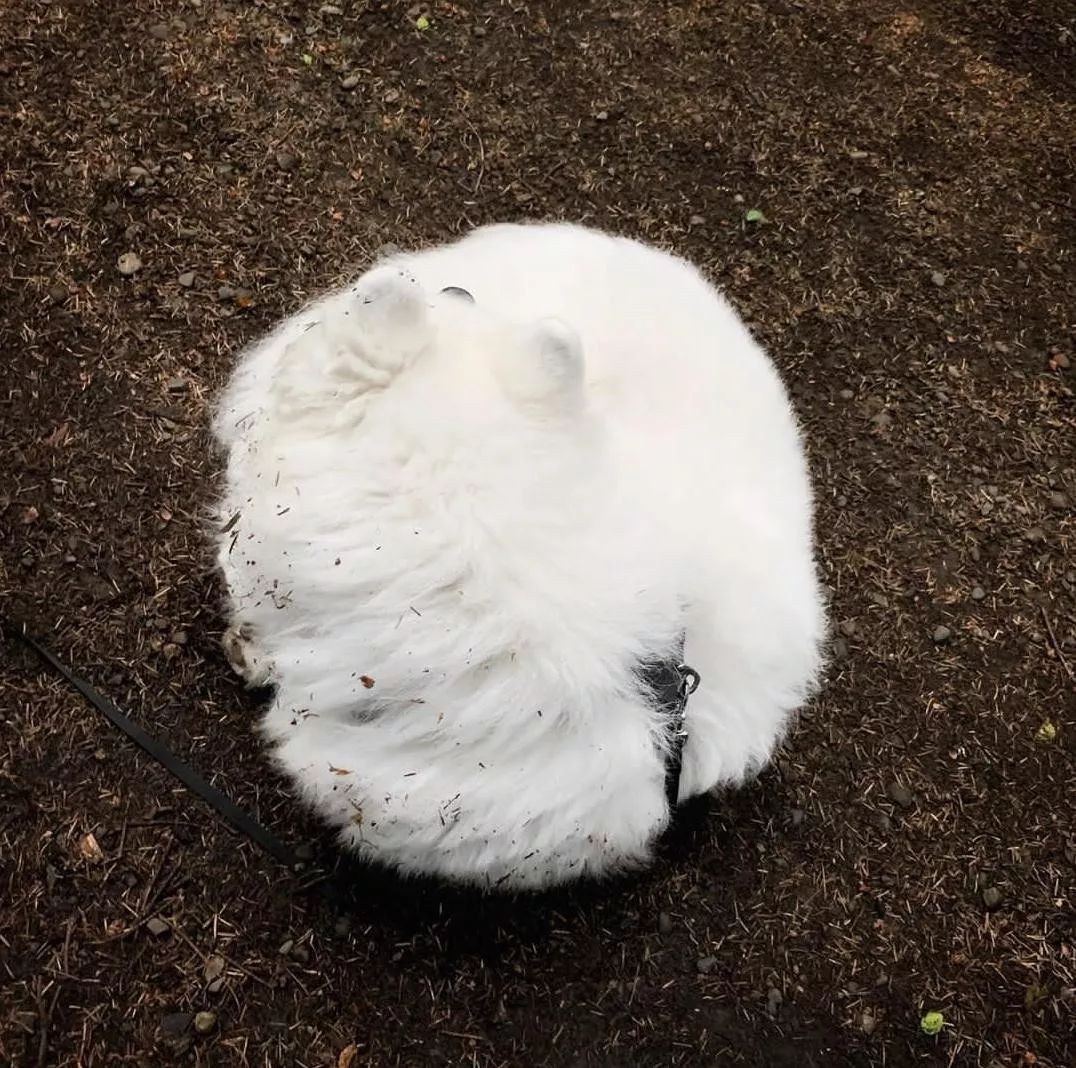 養薩摩是一種什麼體驗？大概是擁有它就擁有了一座動物園！ 寵物 第6張