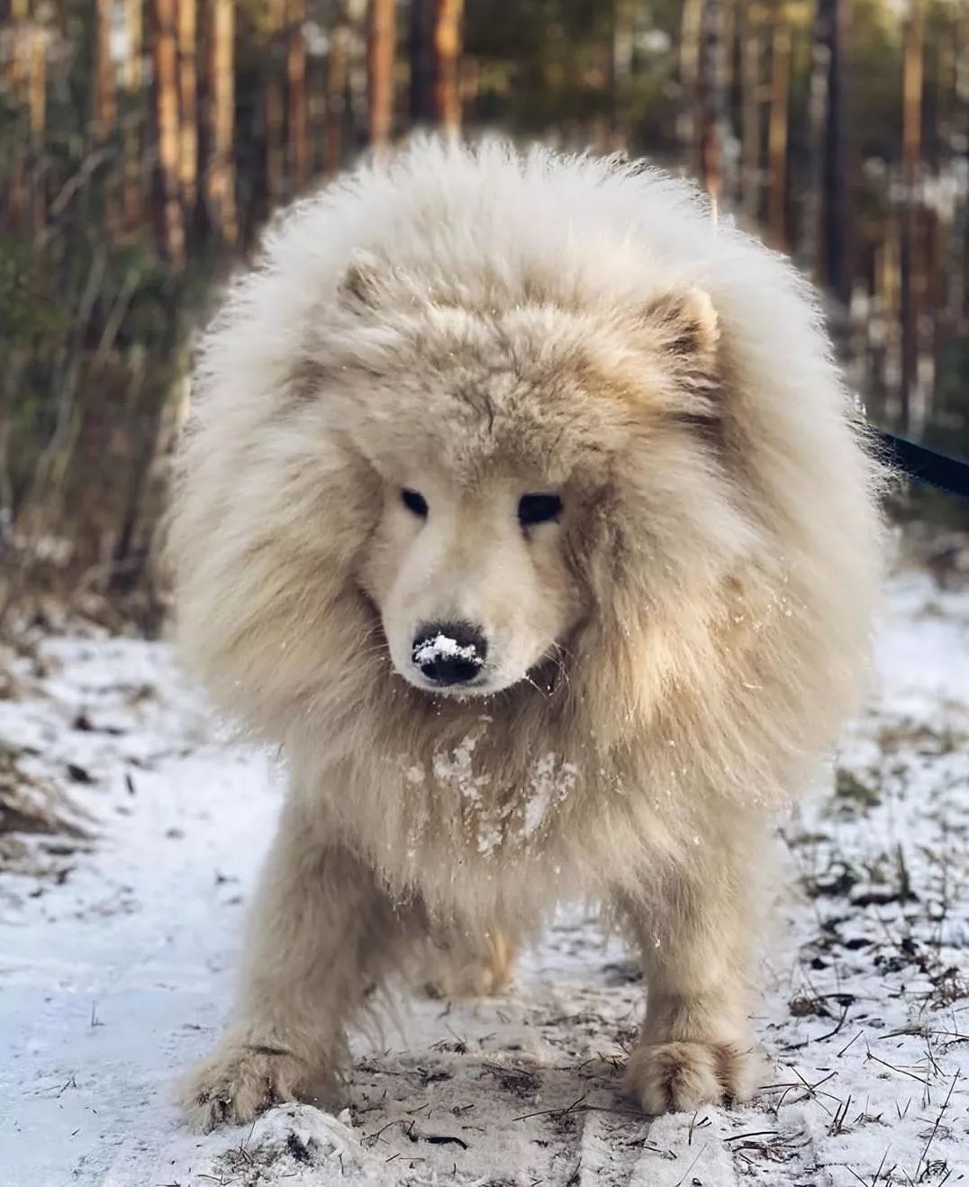 養薩摩是一種什麼體驗？大概是擁有它就擁有了一座動物園！ 寵物 第4張