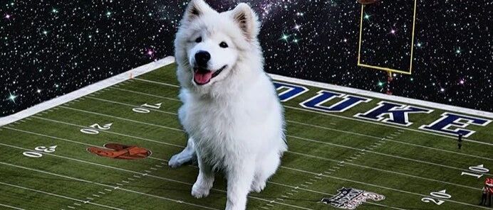 网友把萨摩“端上”饭桌气坏大家，但一看图片，又笑喷了……