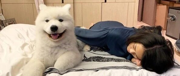 网友家的萨摩超爱变脸，上一秒还是苦大仇深，但下一秒……笑得也太甜了吧！