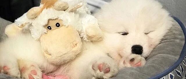 萨摩宝宝的窝被家里的兔子霸占，这货看了竟然……