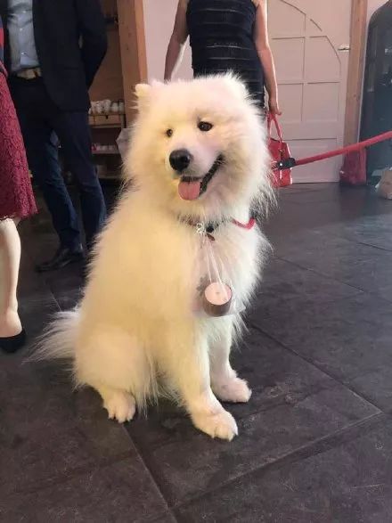 萨摩耶在铲屎官的婚礼上滚泥地 这狗还能不能要了 萨摩耶犬 微信公众号文章阅读 Wemp