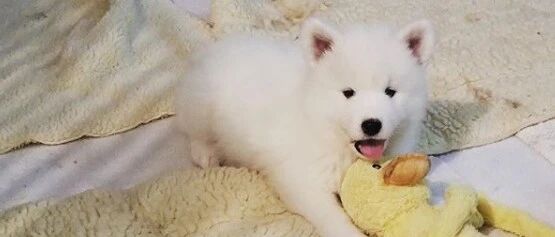 不管萨摩偷溜到哪玩铲屎官都能掌握？知道真相后大家笑喷了