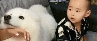 小主人看手机被吵，萨摩跑过拉架：别吵了，别吵了，他还小……