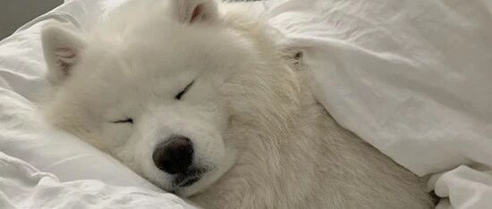 萨摩成天一副睡不醒的样子，网友看完笑喷：这不就是上班的我嘛！