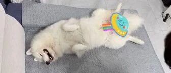 铲屎官突发奇想测试了一下萨摩，没想到……被它暖化了！