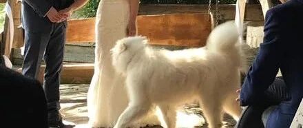 主人婚礼上让萨摩送戒指，结果这货刚完成任务……就放飞了自我!