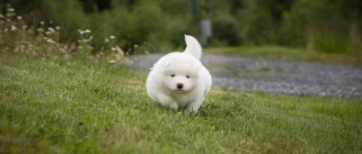 铲屎官给萨摩拍照记录成长，网友看完笑翻：这是谁家的小猪崽子？！