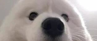 关于萨摩耶的6个小秘密，你都知道吗?