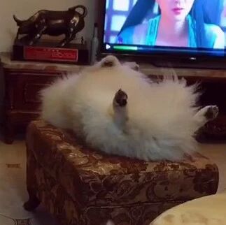 萨摩赖床怎么叫都不起，结果主人说了一句话后……