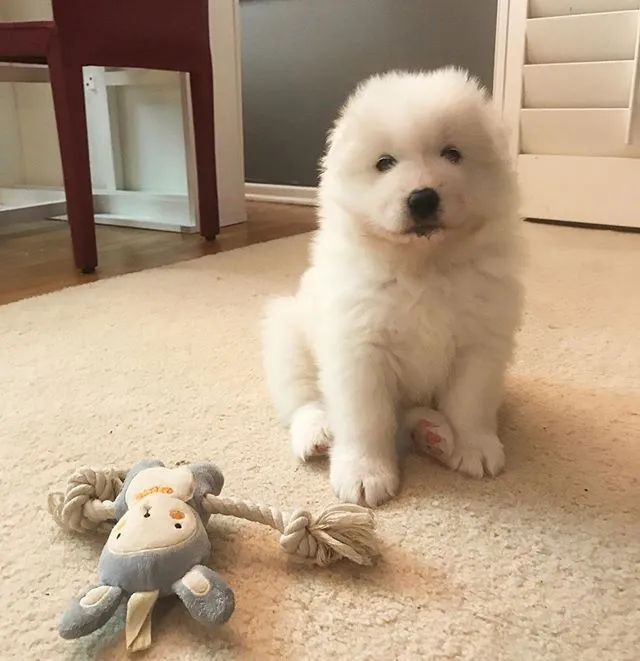 小奶萨来到家里后总是叫个不停 主人十分苦恼 但等狗狗睡着后 萌宠 训练养宠技巧 宠物用品 微信头条新闻公众号文章收集网