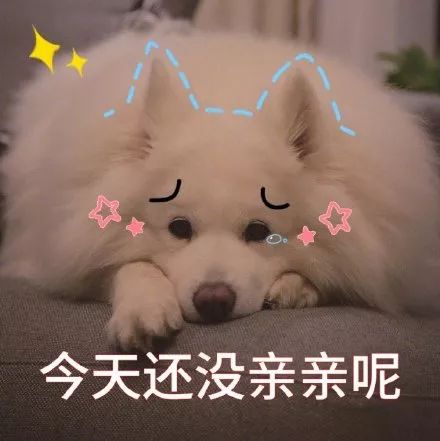 薩摩耶幼犬因犬瘟遭棄養，獲好心人救治後，竟成為專業拆家犬 寵物 第10張