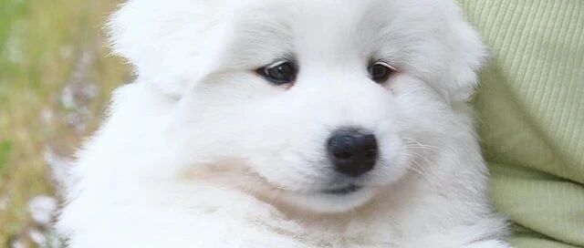 网友养了只长着无辜眼的小萨摩，每当它一犯错……