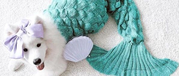 笑喷！妹纸刚给萨摩穿上超萌的美人鱼衣服，结果下一秒就……