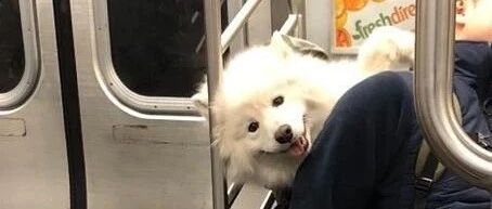 网友在地铁里看见一只萨摩，瞬间被融化：这是什么绝世小可爱！