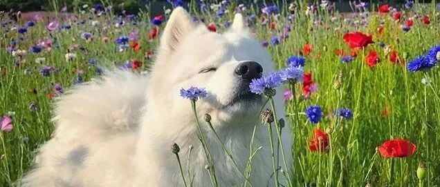 散步时偶遇一片花海，萨摩一脸陶醉：这花是为我开的吧！