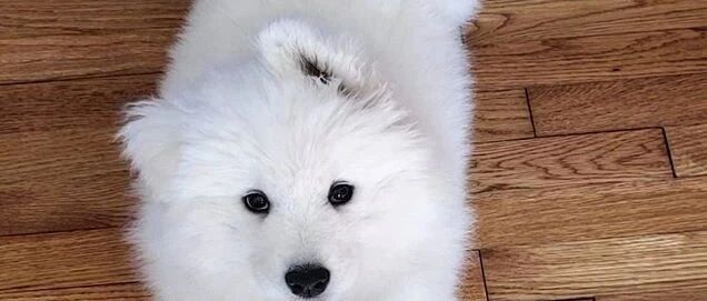 “大家帮忙看看，我家这小萨摩的耳朵是不是长歪了？”