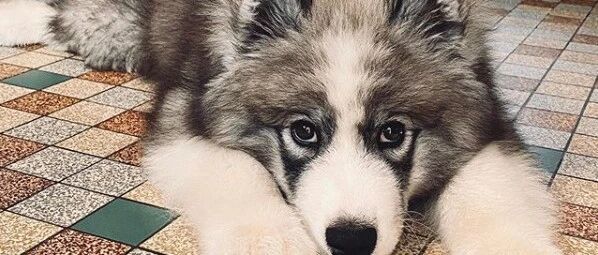 萨摩耶和二哈混血的宝宝，这模样……也太蠢萌了吧！！！！