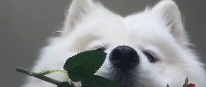 铲屎官每次心情不好，萨摩耶就这样安慰她……也太暖了！