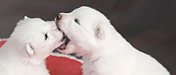 网友家的降临了几只小奶狗，结果还没养几天，就发现这货有点不一样……