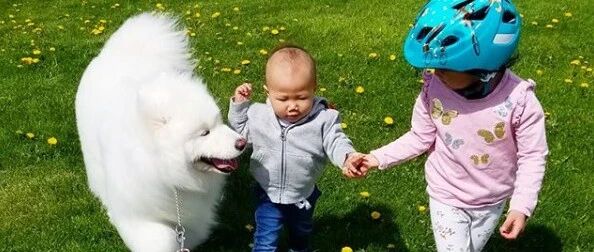 两个萌娃一只萨摩，这个五口之家的日常简直暖爆了！