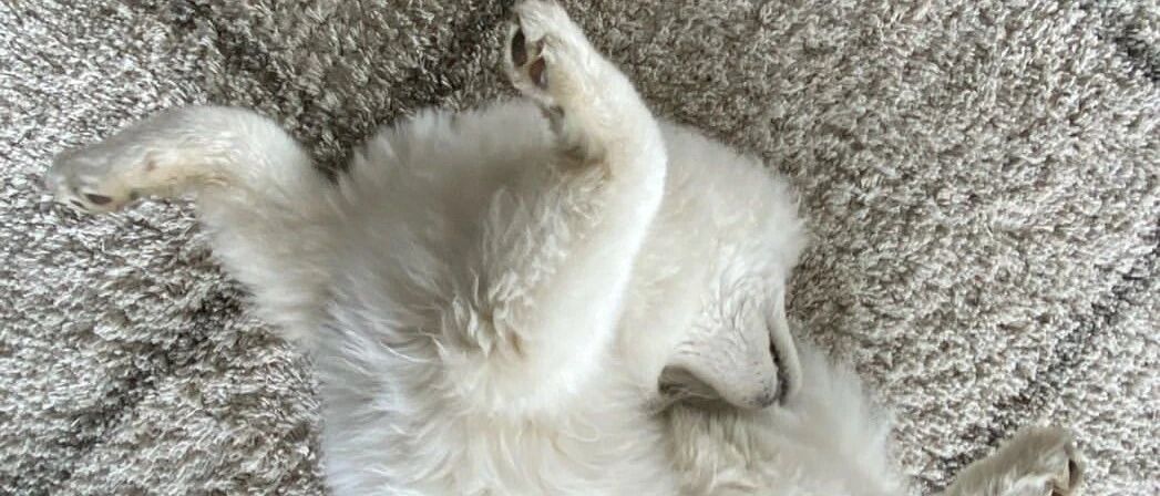 萨摩睡觉遭几万人围观，网友笑喷：这家伙一定学过功夫！