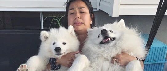 千万不能同时养2只萨摩耶，不然的话……