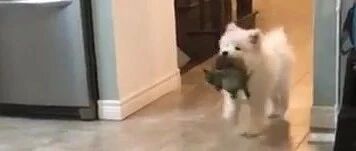 萨摩耶宝宝的脑回路，有时候不是我们这种凡人能参透的……