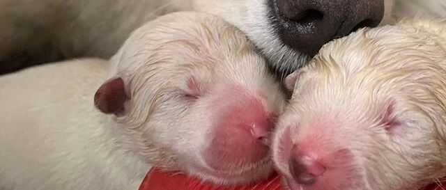 萨摩妈妈生了4只狗宝宝，拍照时一脸骄傲：看，像我吧！