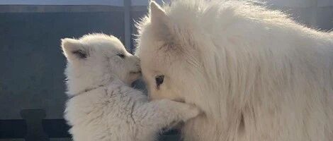 小奶萨总是黏在麻麻身边，寸步不离，网友笑喷：这难道是传说中的“妈宝萨摩”？！