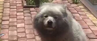 网友把萨摩送回老家寄养，接回来的时候网友看傻了：这谁家的狗？！