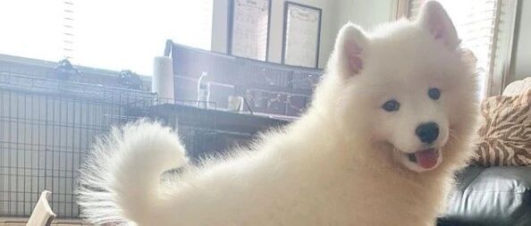 铲屎官给萨摩买了新衣服，没想到穿上之后……萌到宇宙爆炸啦！