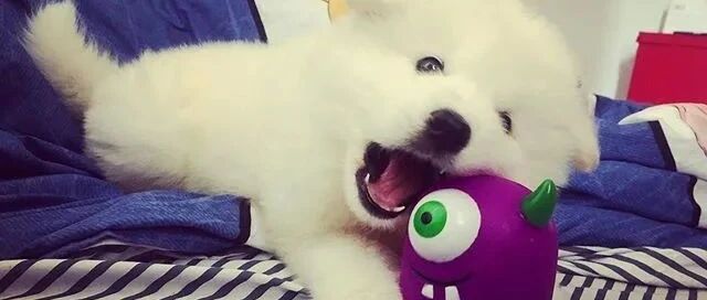 妹子给小萨摩买了件新衣服，穿上以后瞬间被萌翻，这也太可爱啦！