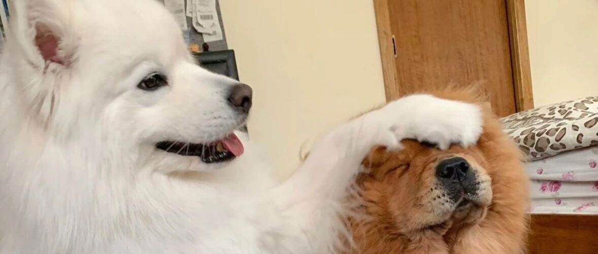 主人要给萨摩和松狮拍照，萨摩立马挡住松狮的脸：它太丑，拍我！