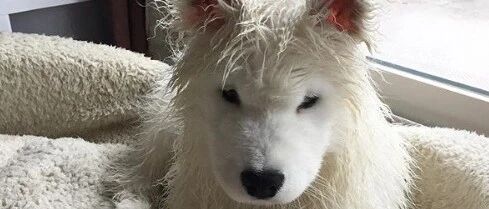 一洗澡萨摩就给铲屎官脸色看，网友看完：给人家整成这样，不生气才怪！