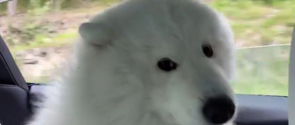 不要轻易带萨摩去兜风，小心它……一秒变身北极熊！