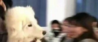 “小姐姐去教室上课，结果发现同学里……有一只萨摩？！”