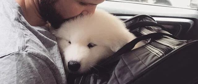 小哥买了一只小萨摩，抱回家的路上吸了一路……这也太可爱了吧！