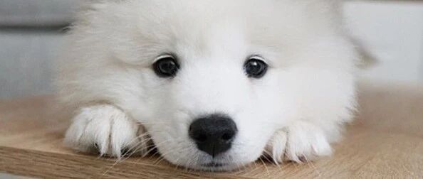 大家都说养萨摩的生活比恋爱还甜，网友非不信这个邪，结果……