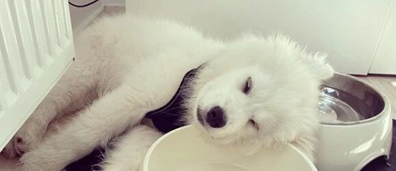 铲屎官发朋友圈调侃萨摩睡姿，结果朋友评论：你这猴长得真好看……