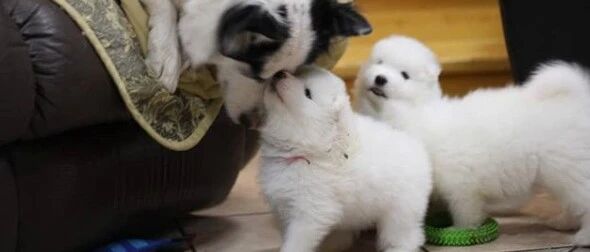 “这小萨摩，咋还有两副面孔呢？！”