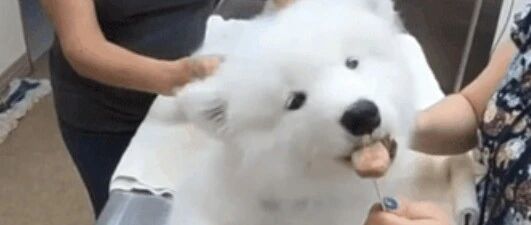 怕小萨摩打针时害怕，主人准备了一堆零食，结果…这也太乖了吧！