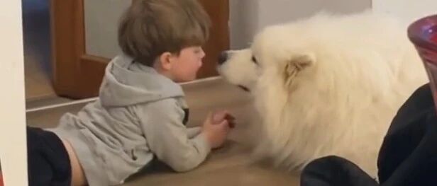 家里的萨摩不开心，小主人过去找它聊天，画面暖哭啦！