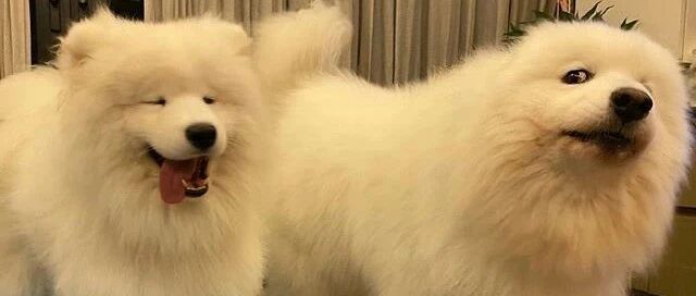 自从家里来了一只小萨摩，老大就十分不爽：经过我同意了吗？